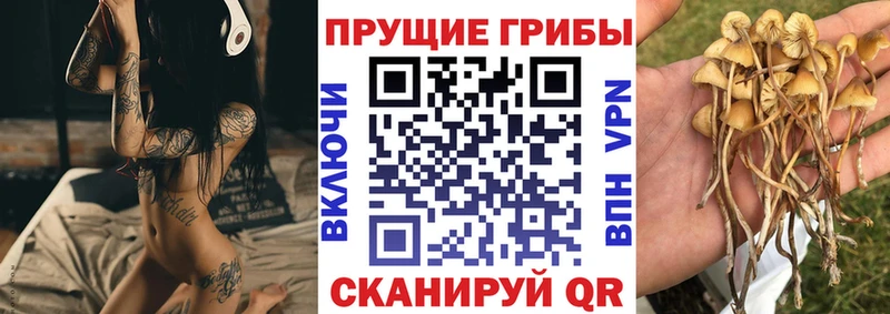 kraken как зайти  Тверь  Псилоцибиновые грибы мицелий 